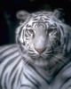 Роман White_Tiger