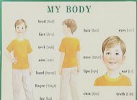 Строение тела человека/ My Body. Плакат