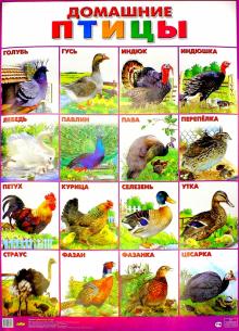 Плакат "Домашние птицы" (555х774)
